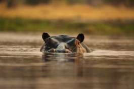 Okavango Delta Hippo 