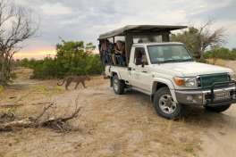 Safari Vehicle and Leopard 
