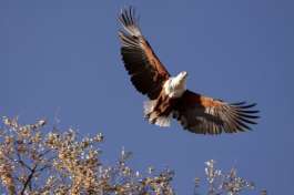 African Fish Eagle Khwai  