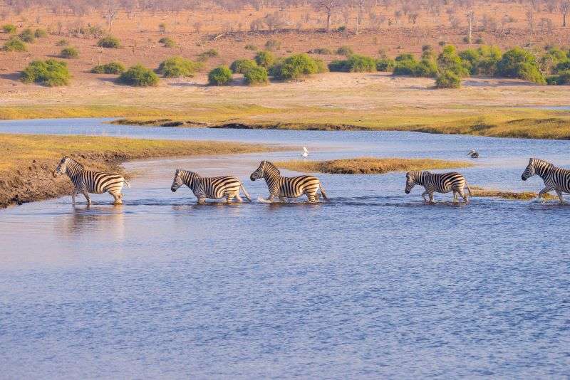 Zebra Crossing Chobe RIver