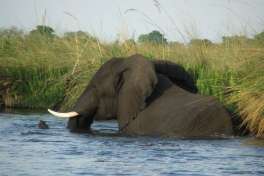 Moremi Elephant 