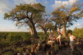 Baobab Trees in Savuti  
