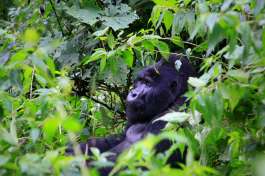 Gorilla in Lake Bunyonyi Uganda 