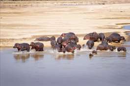 Hippos in South Luangwa Zambia 