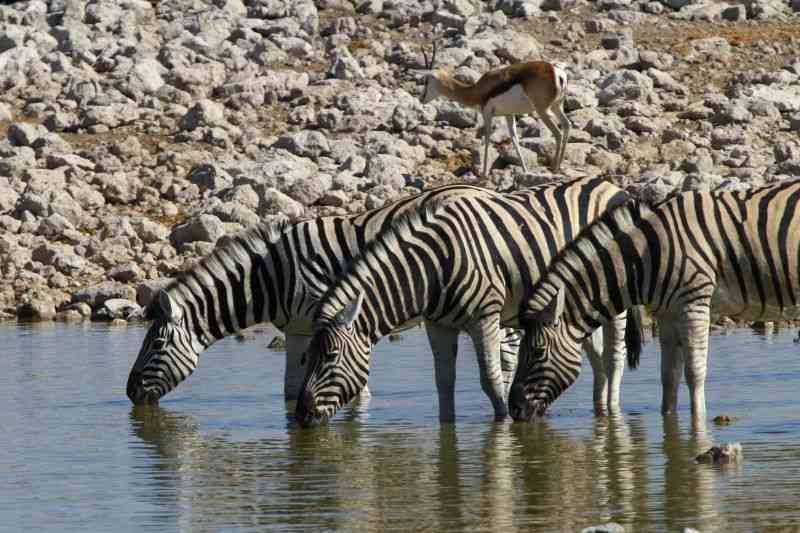 Zebra in Etosha National Park Namibia