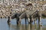 Zebra in Etosha National Park Namibia
