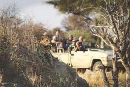 Leopard on Game Drive at Okonjima Nature Reserve 