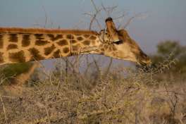 Etosha National Park Giraffe 
