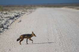 Black-Backed Jackal Crossing Road In Etosha 