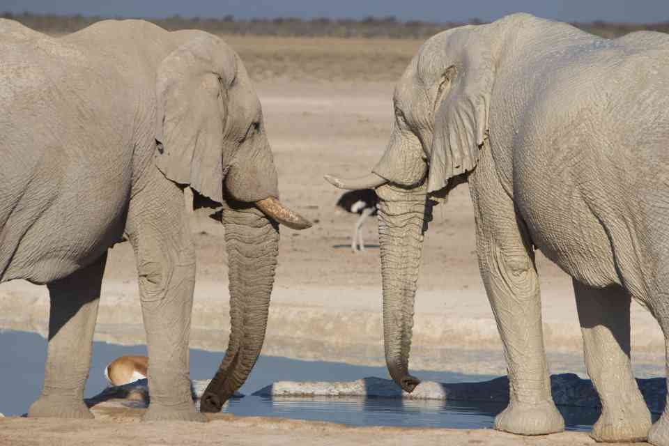 Elephants at Waterhole in Etosha National Park