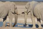 Elephants at Waterhole in Etosha National Park 