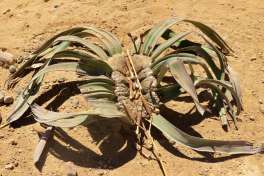 Welwitschia Mirabilis Plant Namibia 