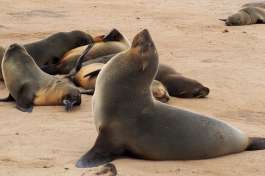 Cape Cross Seal Colony 