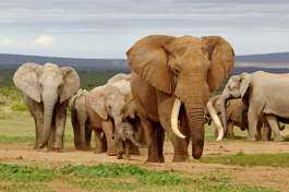 Elephants in Addo 