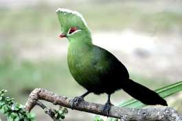Knysna Turaco 
