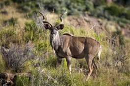 Kudu Bull in Addo 