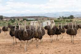 Ostriches in Oudtshoorn  