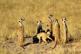 Meerkat  Experience Route 62 