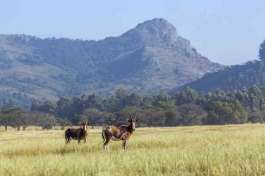 Blesbok at Milwane Game Reserve eSwatini 