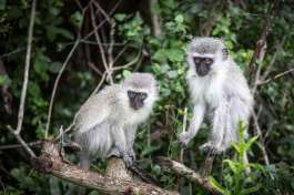 Vervet Monkeys at St Lucia 