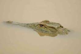 Crocodile in Lake St Lucia 
