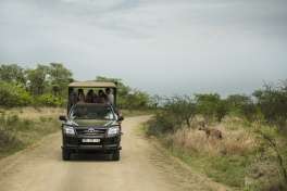 Kruger National Park Game Drive Vehicle and Hyena 