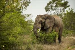 Elephant in Kruger National park 