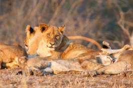 Lions in Kruger National Park 