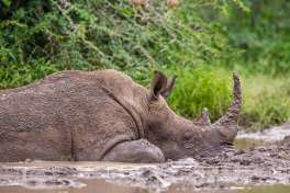 Rhino in Hluhluwe Imfolozi Game Reserve 