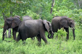 Chobe elephants  by yeowatzup