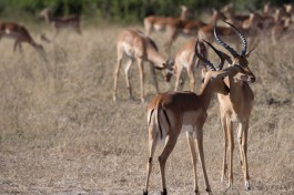 Chobe game  by Wayne Wilner