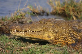Chobe croc  