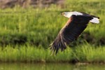 Keats fish eagle  by Derek Keats