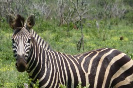 Chobe zebra 