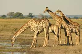 Chobe Giraffe  