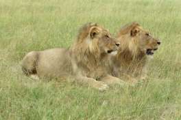 Lions in Khwai 