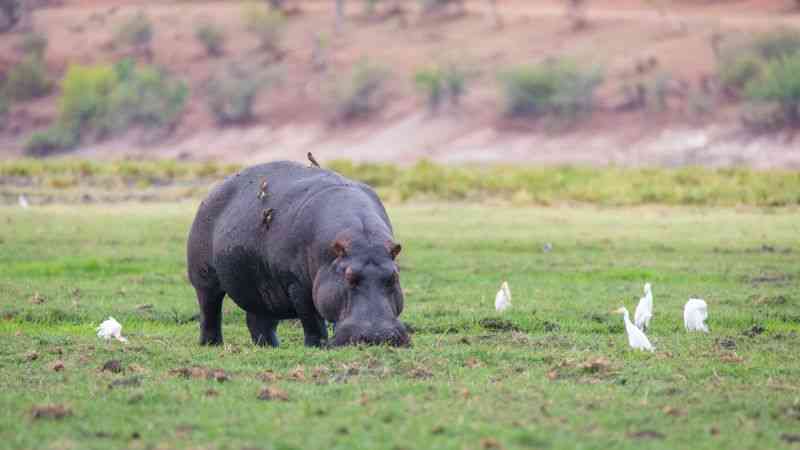 Hippo in Chobe