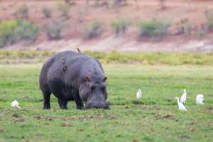 Hippo in Chobe