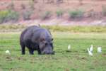 Hippo in Chobe 