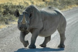Etosha rhino 