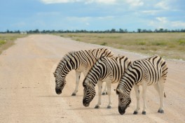 Zebra in Etosha  