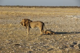 Lion in Etosha National Park 