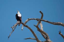 Fish Eagle Chobe 