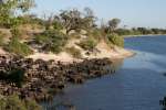 Buffalo Herd Drinking at Chobe River 