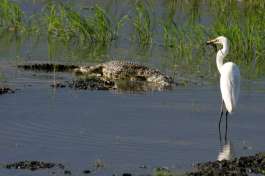 Croc and Egret Chobe 