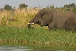 Elephant in Chobe with Fish Eagle 