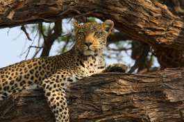 Leopard in Khwai 