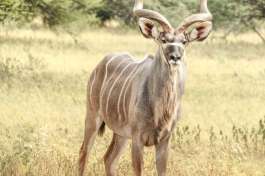 Kudu at Deception Valley 