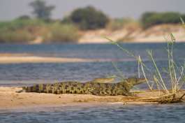Caprivi crocodiles 