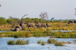 Caprivi elephants 